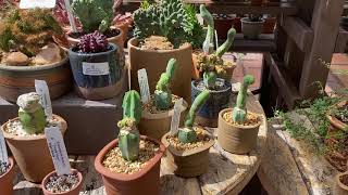 Rare and unusual plants California Cactus Center [upl. by Iemaj595]