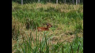 Sitatunga antelope in Odense Zoo [upl. by Hendon]