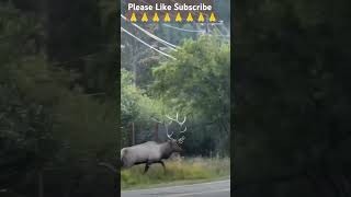 animal barasingha ki awaaz sune🙀😼🌻💐🌹🌺🌅🌌🌠🦌🦌🦌 like aur subscribe karo [upl. by Worrad]