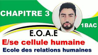 1BAC EOAE  Chapitre 3  Entreprise cellule humaine  Ecole des relations humaines [upl. by Itnava387]