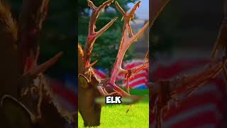 Why This Elk’s Antlers Falling Off Is Nature’s Biggest Plot Twist 🤯shorts wildlife [upl. by Senga]