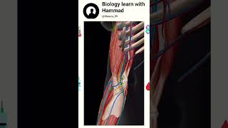 Elbow anatomy 🤯 surgeryrecovery surgeon sergery [upl. by Doralynne]