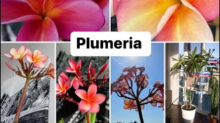 Plumeria indoor care frangipani houseplant [upl. by Gratia]