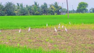 Great Egret Breeding Season  A herd of white bucks [upl. by Hgielrebma]