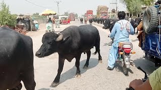 buffaloes Shifting by road Pakistan [upl. by Acirre]