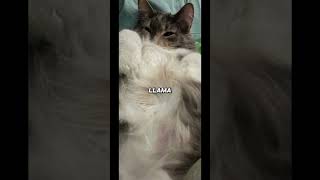 Happy Llama Sad Llama happyllama cat cute catlover fluffykitty kitten funny funnyshorts [upl. by Nylodam]