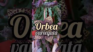 Orbea variegata [upl. by Brier]