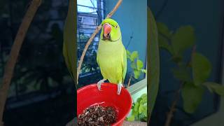 Parrot Chirping Sounds  Parrot Short Video 01 [upl. by Anol]