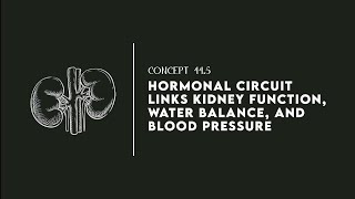 Hormonal Circuit Link Kidney Function Water Balance and Blood Pressure [upl. by Margaretta]