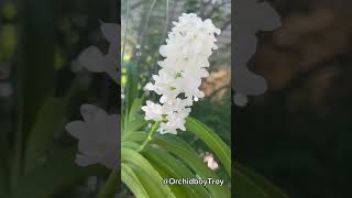 Rhynchostylis coelestis var alba rhynchostylis orchids [upl. by Kai]