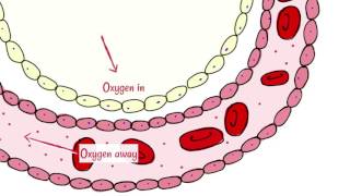 Alveoli Gas Exchange [upl. by Hcahsem]