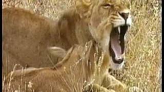 MUST WATCH A Lioness Adopts a baby antelope A short documentary that will open your eyes [upl. by Just192]