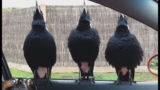 Serenaded by Australian Magpies [upl. by Isaak194]