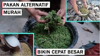 Pakan Alternatif Bebek  Entok Murah Agar Cepat Besar [upl. by Errol]