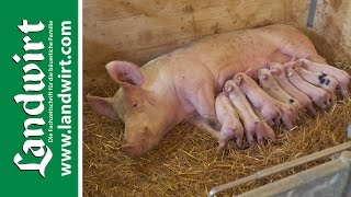 Bio Schweinestall – Teil 1  landwirtcom [upl. by Kristin]