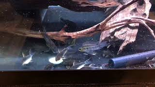 Ancistrus Corydoras and Apistogramma Feeding Time [upl. by Ahsirak]