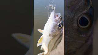 Live fishing Shorts trends Viralvideos [upl. by Sandell920]