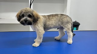 Boog finished his first grooming ever  Después del primer corte de pelo de su vida [upl. by Marrin]