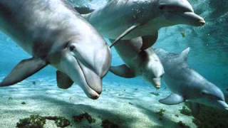 Relax Music  Nature and Dolphins  Natura e Delfini [upl. by Buyer]