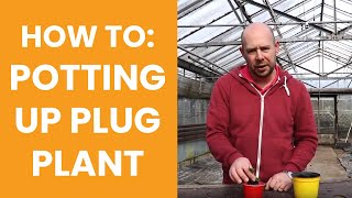 How to Potting up plug plants [upl. by Aneleairam935]