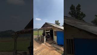 WARUNG KOPI SENDIRIAN TERPENCIL DI TENGAH SAWAH SYAHDU [upl. by Doelling]