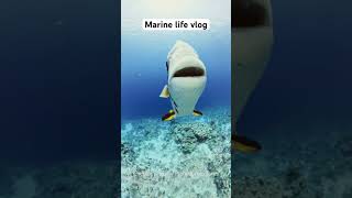 Marine Life Vlog  Circular Batfish short [upl. by Irrehc591]