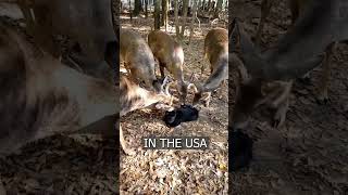 Why do DEER like to lick CATS [upl. by Johnsten]