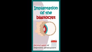 Second week of embryonic development  Blastocyst implantation Animated biology with Arpan shorts [upl. by Fai]