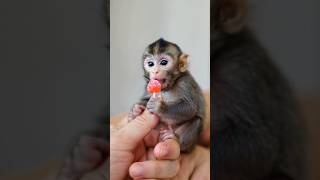 Cute monkey wants lollypop🍭babymonky babyanimal monkeybabby babymonkeymonkeys animalsmonkey [upl. by Hceicjow]