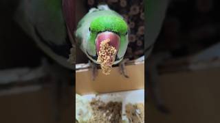 Indian Ringneck Parrot 🦜 Bathing ParrotParadise shorts ytshorts [upl. by Schargel]