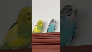 İkisi kafesin dışına çıkınca böyleler birds kuslar budgies parakeet muhabbetkusu [upl. by Samford]