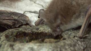 Lesser Tubenosed Bat Drinking Water コウモリはどうやって水を飲むか [upl. by Giraud113]