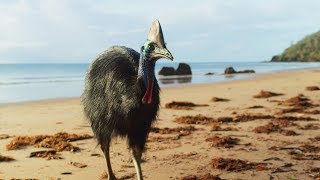 Giant Cassowaries are Modernday Dinosaurs  Seven Worlds One Planet  BBC Earth [upl. by Nylirrehs]