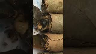 Leafcutter bees at the first sign of warm weather trending nature naturelovers [upl. by Aisenet]