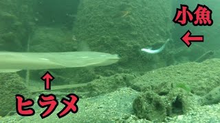 【水中映像】水中泳がせ釣りにヒラメが来たよ。 [upl. by Krug422]