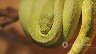 Exploring the World of Constrictor Snakes Masters of Predation [upl. by Emixam]