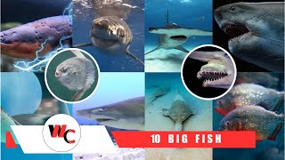 The Top 10 Largest Fish in the World 🐋  Top 10 Countdown 🦈 [upl. by Macey]