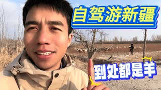 带大家去维族大叔亲戚家看看新疆羊【大强在旅途】 [upl. by Bundy385]