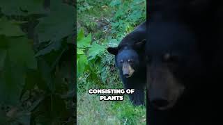 The Untold Similarities amp Differences Grizzly Bears vs Black Bears [upl. by Dub]