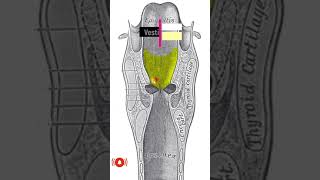 Where are the vestibules in our body shorts [upl. by Ajaj]