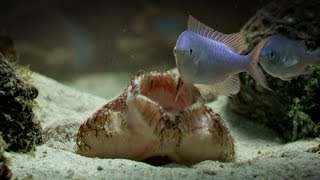 The Tasselled Wobbegong Shark Lures in Prey for Ambush [upl. by Kyd]