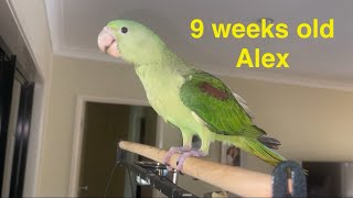 Feeding 9 weeks old Alexandrine parrot [upl. by Notrem]