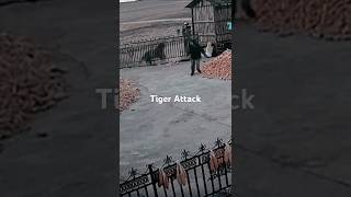 Tiger Smashes the Gate to Attack the Guy [upl. by Otho]