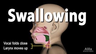 Mechanism of Swallowing Animation in Child model [upl. by Zuleika]