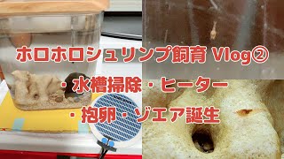 【飼育Vlog ②】ホロホロシュリンプのヒーター・水槽掃除・抱卵・ゾエア誕生 [upl. by Far]