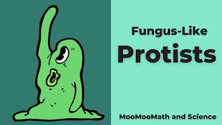 Funguslike Protists [upl. by Nbi]