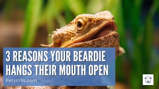 3 Reasons Your Beardies Mouth Hangs Open [upl. by Ical]