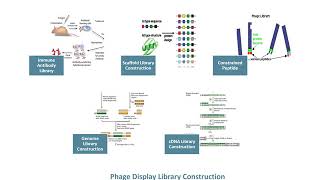 Phage Display Technology  Creative Biolabs Updated Version [upl. by Anuahs]