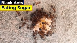 Black Ants Eating White Sugar [upl. by Aicrop]