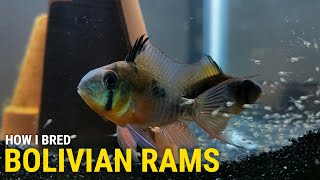 How I Bred Bolivian Rams at Home [upl. by Sallad311]